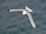 Kittiwake 