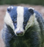 Badger 