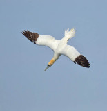 Gannet 