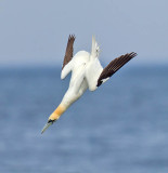 Gannet