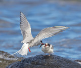 Arctic Terns 