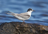 Arctic Tern (juvenile)
