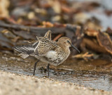 Dunlin