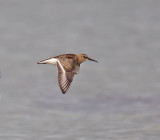 Dunlin 