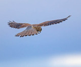 Kestrel