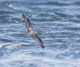 Gannet (juvenile)