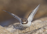 Ringed Plover (1st w)