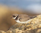 Ringed Plover (1st w)