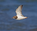 Turnstone 