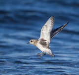 Grey Plover 