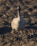 Pink-footed Goose 