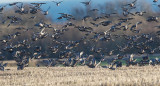 Wood Pigeon flock