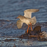 Redshank 