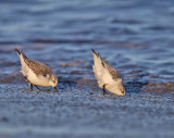 Sanderlings