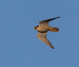 Peregrine 