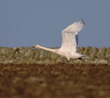 Whooper Swan 