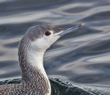 Red-throated Diver (winter plumage)