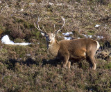 Red Deer stag