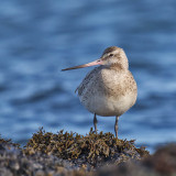 Bar-tailed Godwit