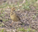 Corn Bunting 