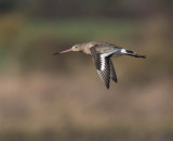 Black-tailed Godwit 