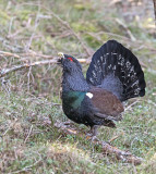 Capercaillie 