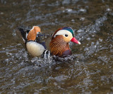 Mandarin Duck 