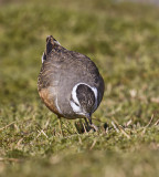 Dotterel (female)