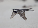 Pied Wagtail 