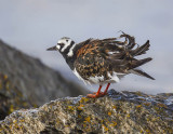 Turnstone 