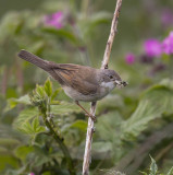 Whitethroat (female)