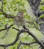 Song Thrush 