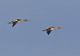 Red-breasted Mergansers 
