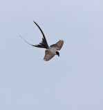 Fork-tailed Flycatcher 