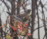 Fieldfare 