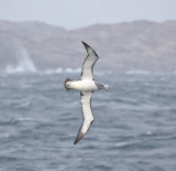 Salvins Albatross