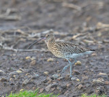 Curlew 