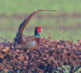 Pheasant 