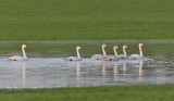 Whooper Swans