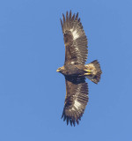 Golden Eagle (sub adult)