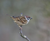 Tree Sparrow 