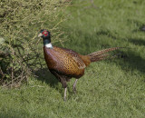 Pheasant 