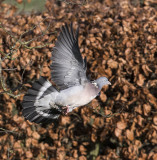 Wood Pigeon 