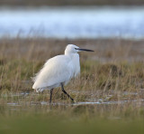 Little Egret 