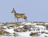 Roe and Mountain hare 