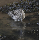 Curlew 