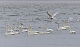 Whooper Swans 