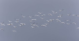 Whooper Swans 