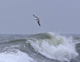 Fulmar 