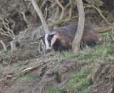 Badger 